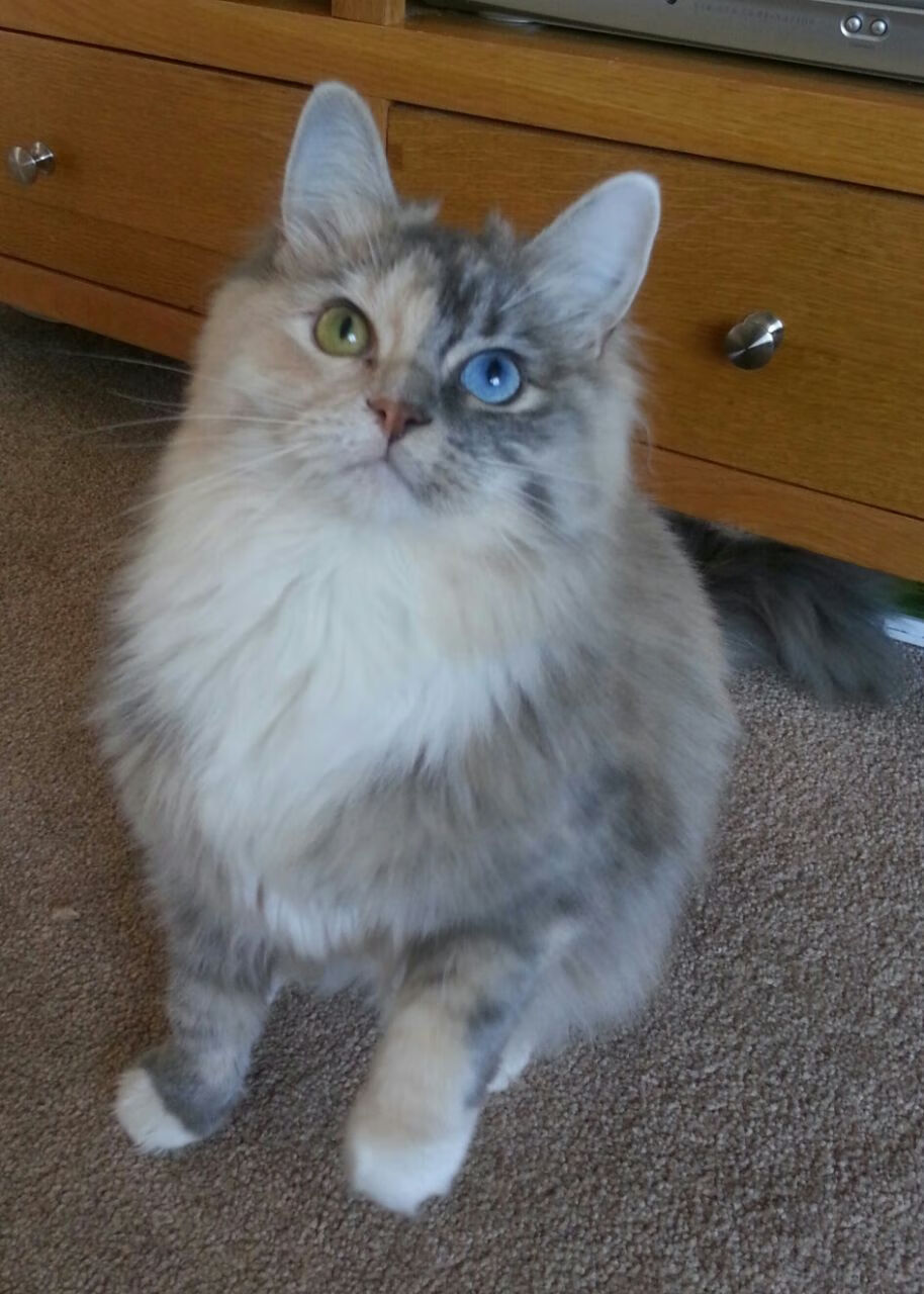 龙啸东亚，布鲁诺大场面先生降临，威尔士强压韩国启示录