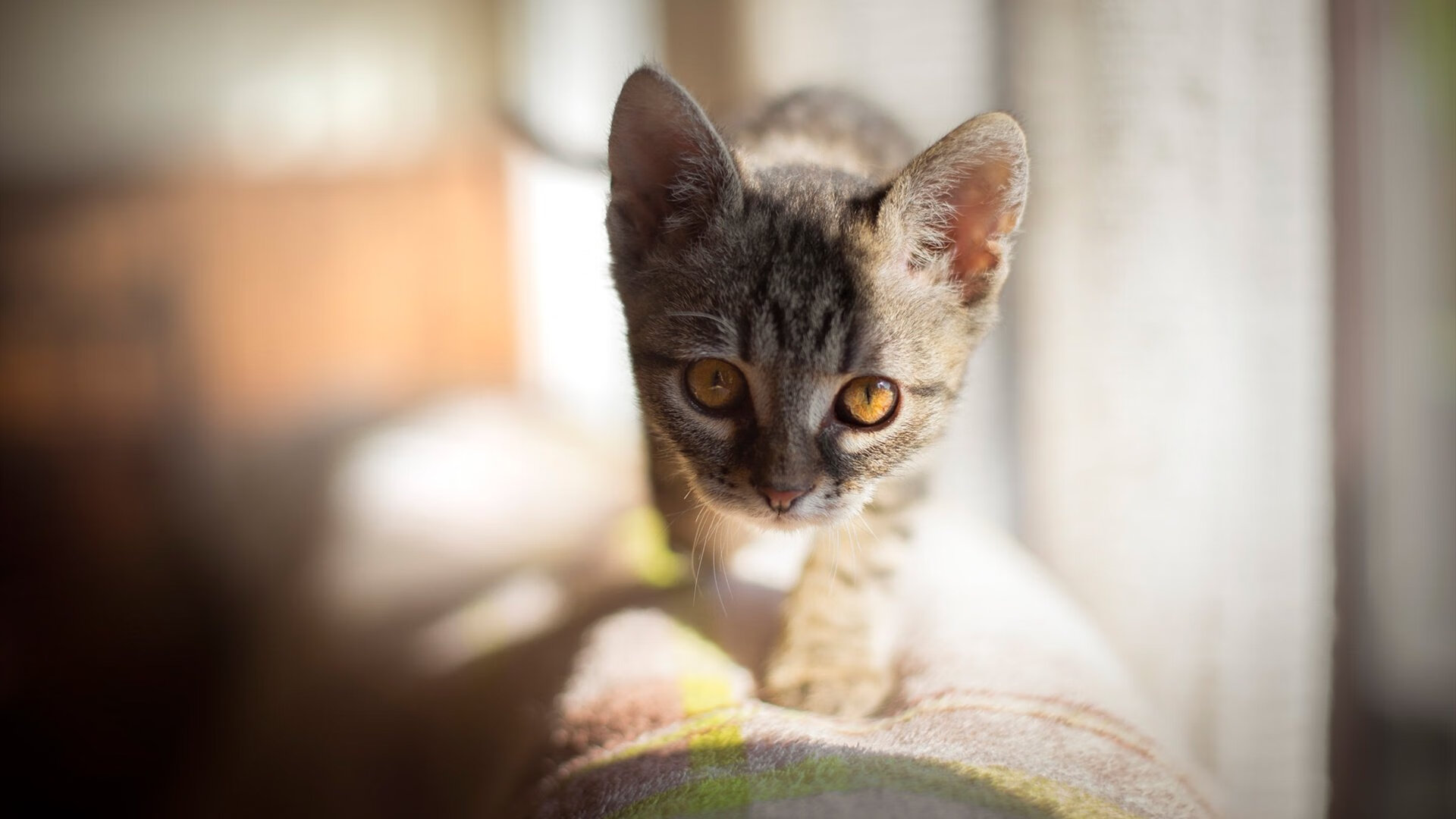 米兰铁骑碾过欧联，布鲁诺在摩纳哥的完美接管