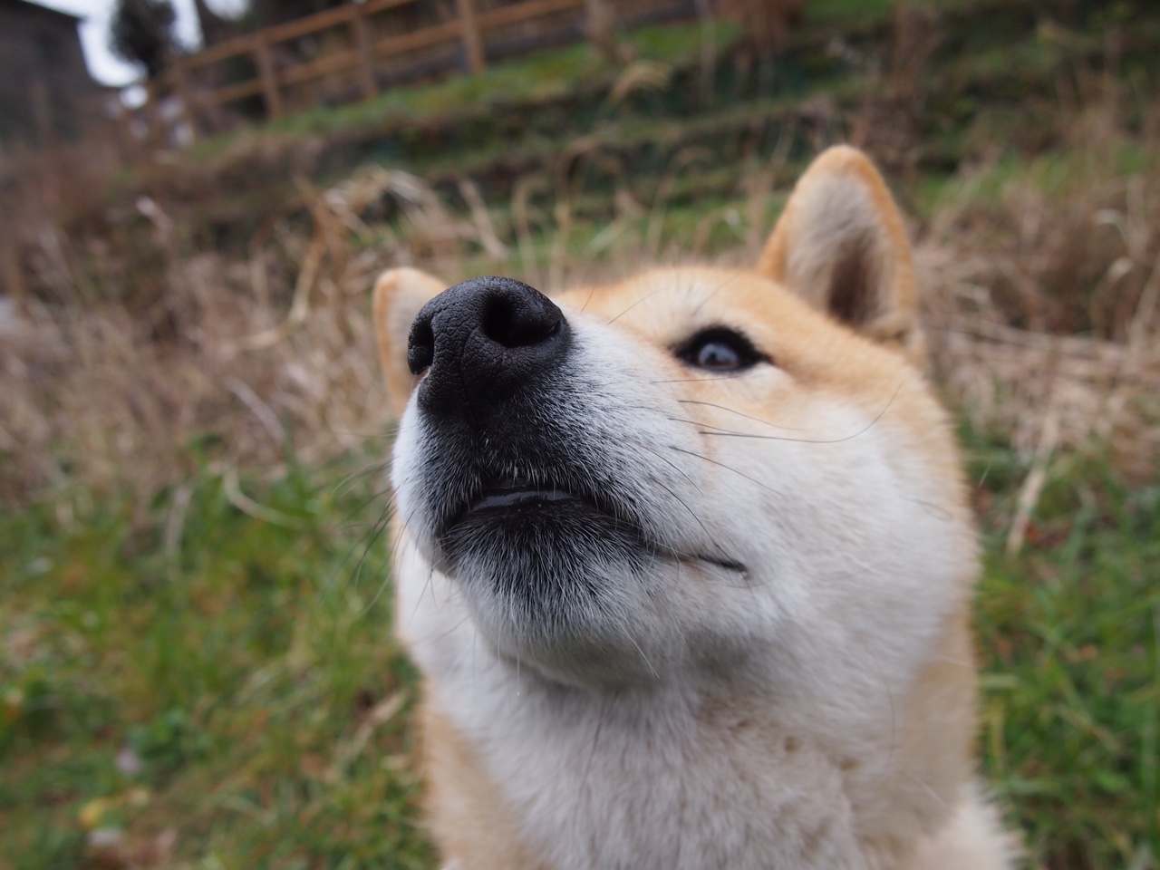 逆转的剧本,当北欧铁骑掀翻桑巴王朝,本泽马在寂静中完成加冕