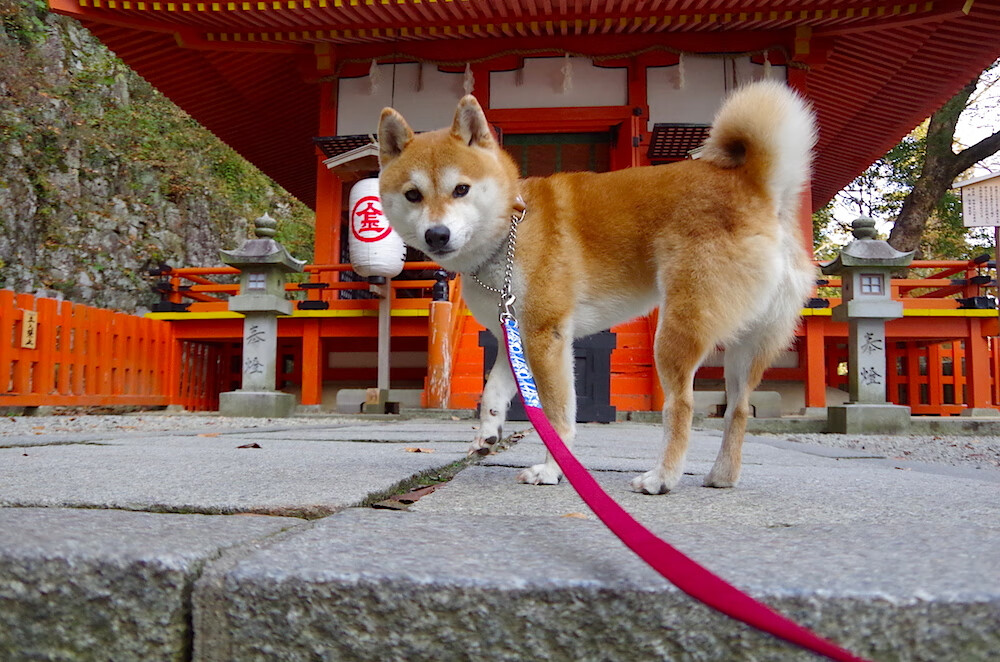 开云体育-鹈鹕对阵76人，克莱·汤普森封神之夜，全场最佳无争议