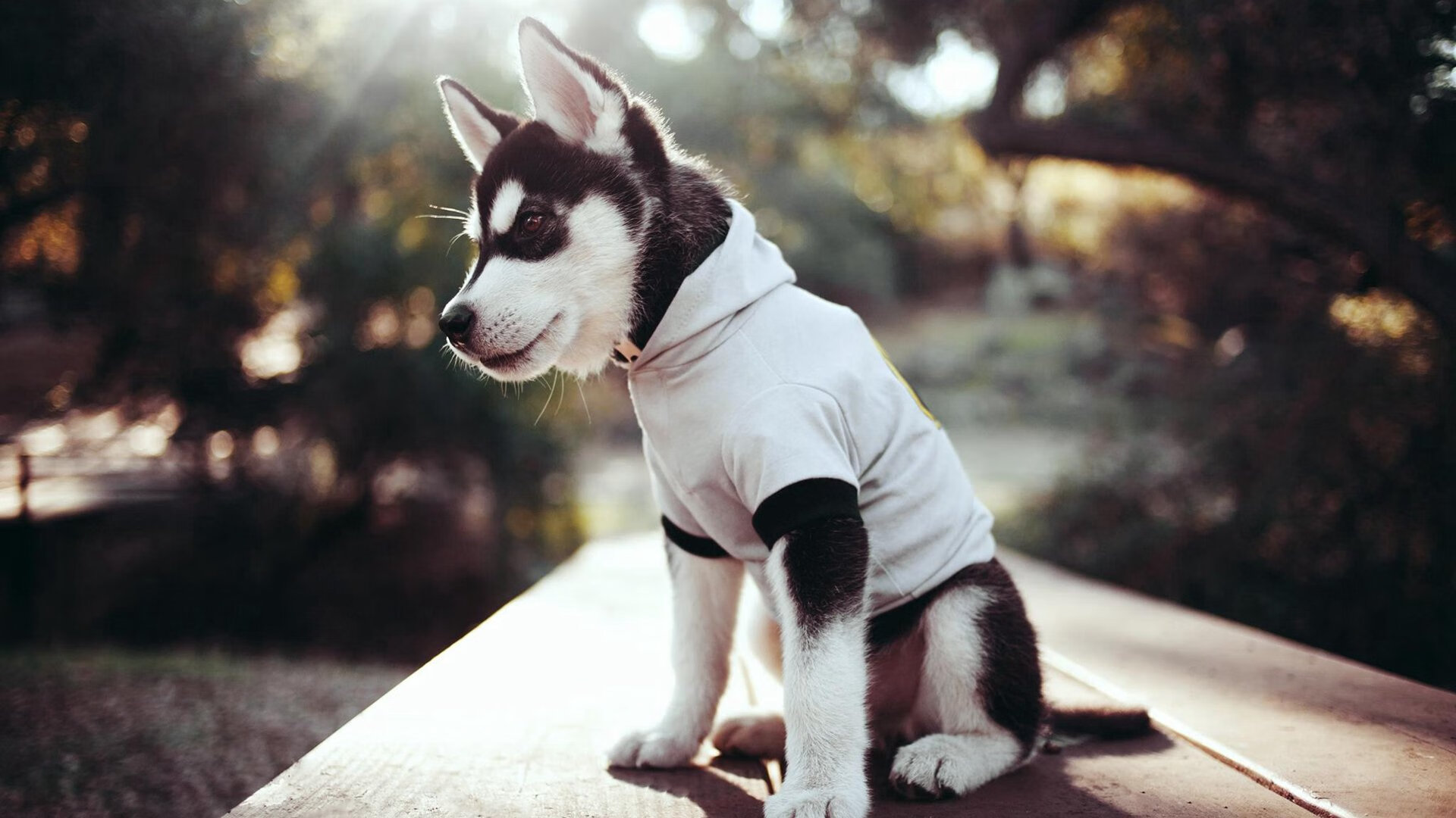 双城记,鹈鹕力克上海队,福克斯在欧冠半决赛接管比赛