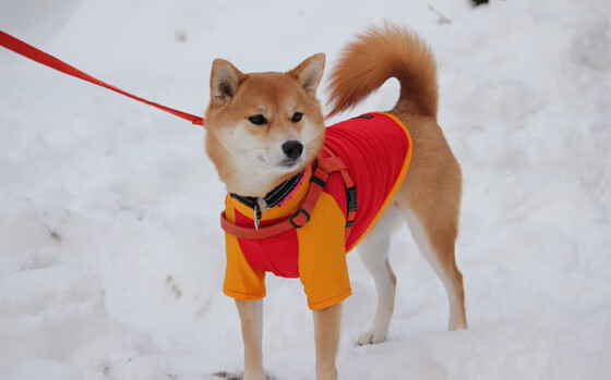 开云体育APP下载-红蓝军团稳操胜券，莱奥破茧成蝶完成救赎之战