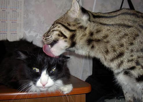 范戴克持续制造杀伤,日本连续得分压制加纳