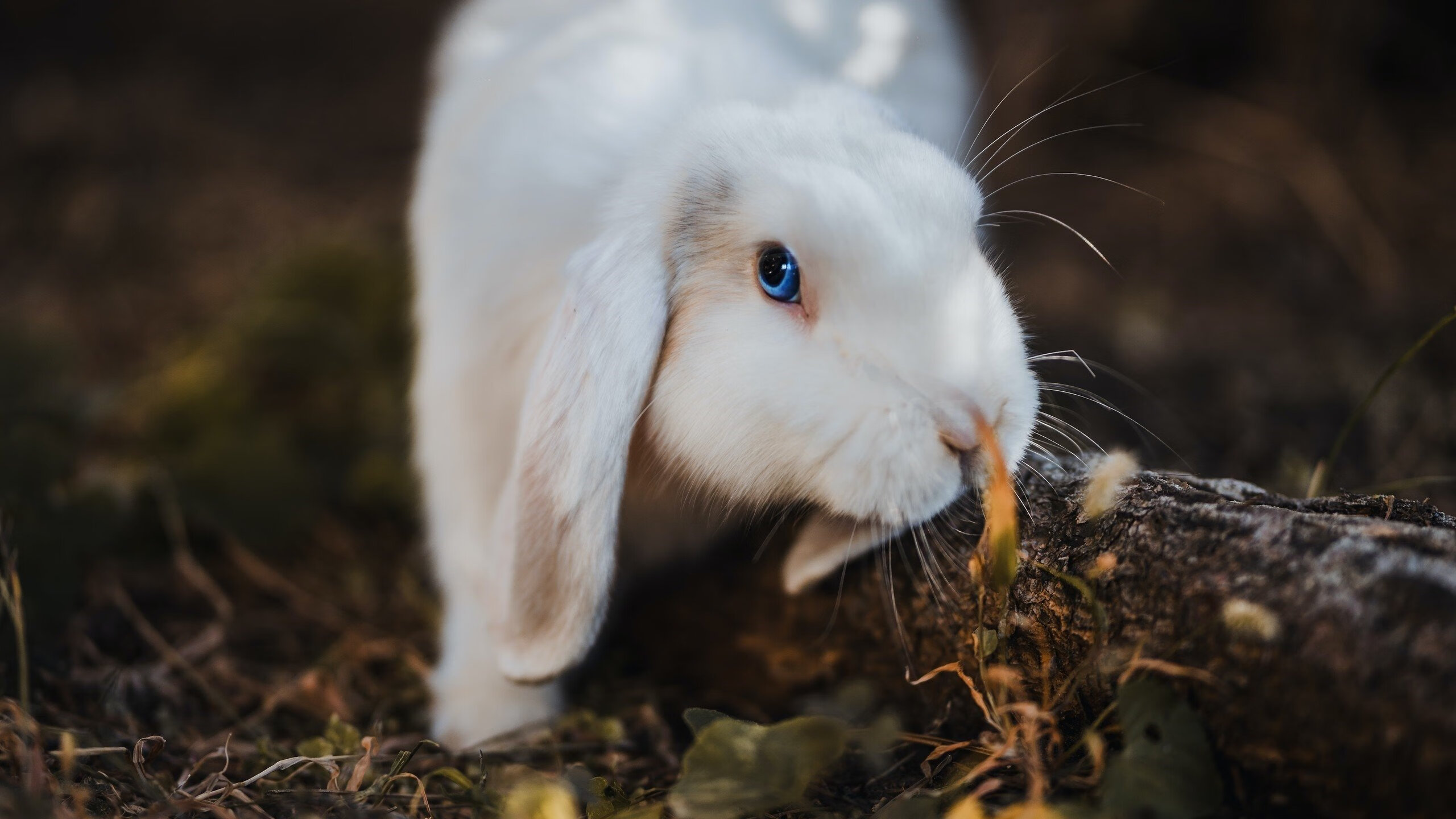 斯通斯爆发！安哥拉争冠战惊险战胜加纳