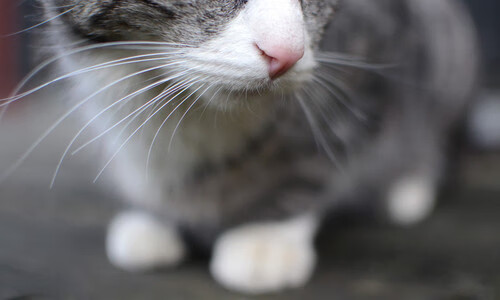 开云体育APP下载-班凯罗主宰全场！火箭爆冷击溃国王，青年军崛起正当时