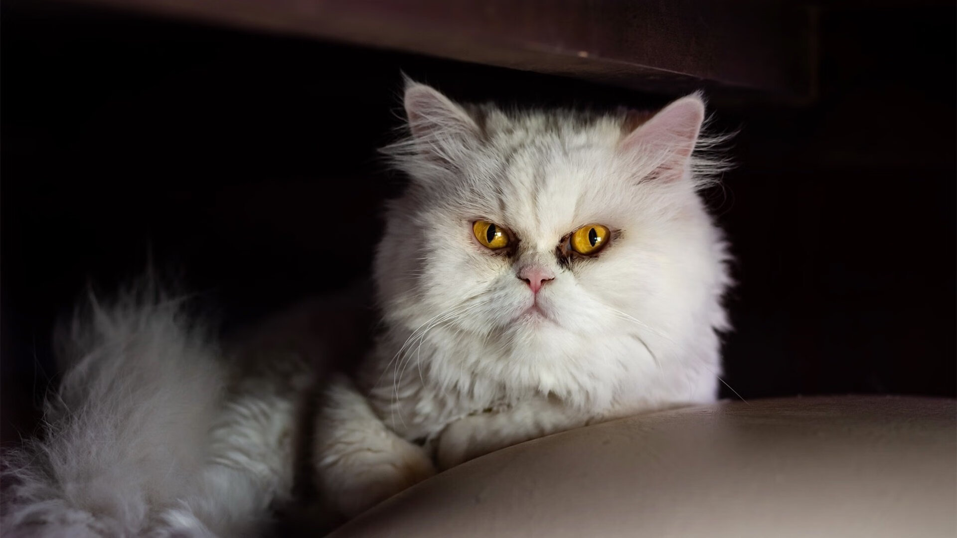 开云体育中国-西决生死战焦点战，利物浦速胜美国，欧洲豪门展现实力碾压