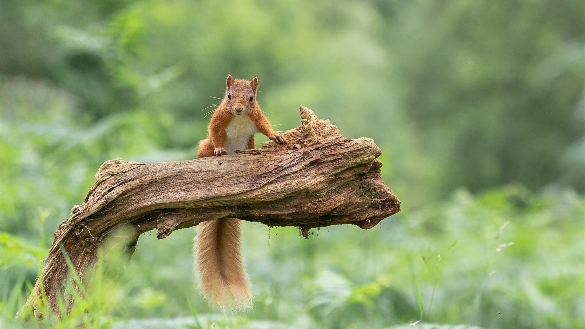 黄蜂关键战惊险突围凯尔特人，欧文制胜球虽败犹荣