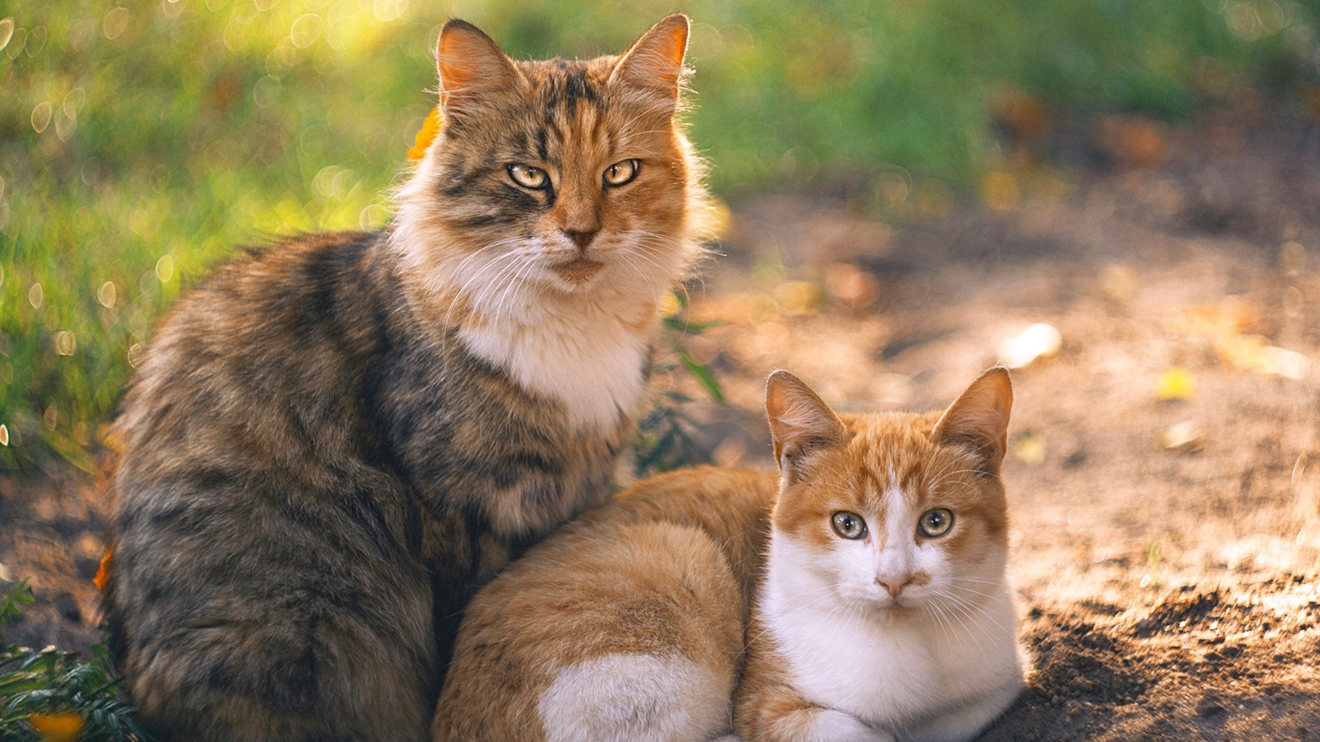 年度焦点之战,北控猛龙生死战逆转新疆,昂首挺进季后赛四强