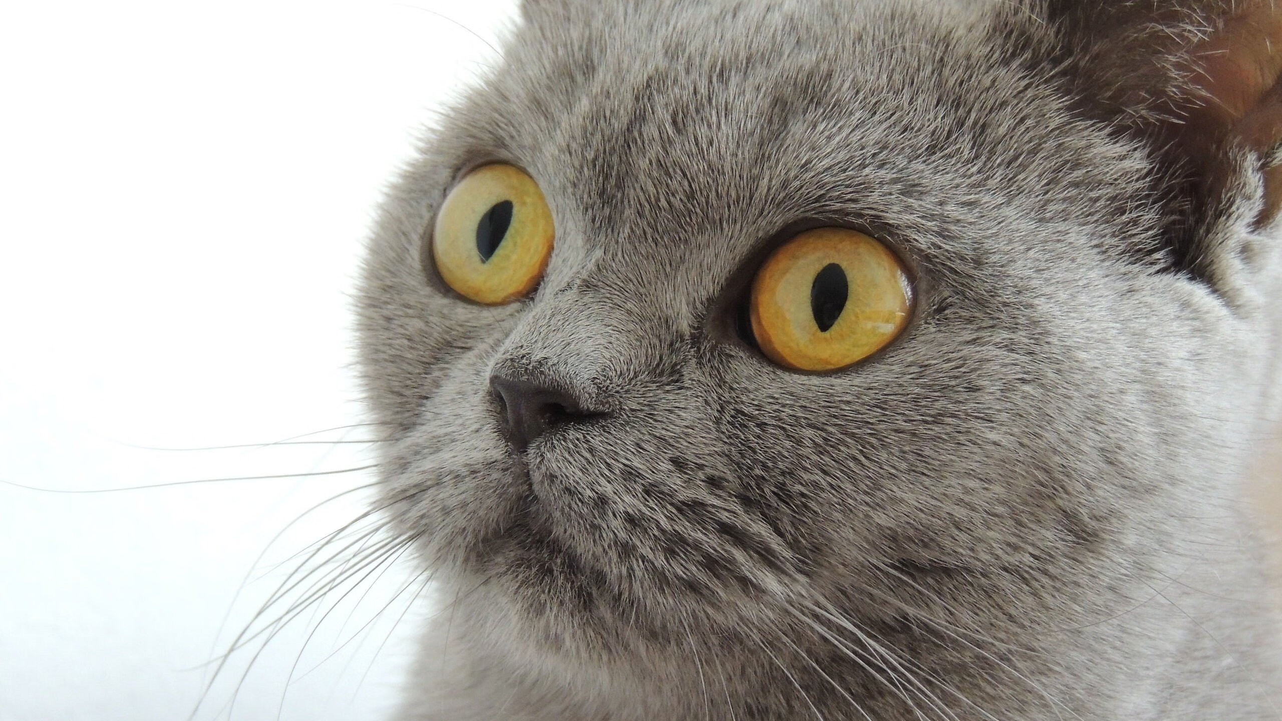 铁幕下的赛场,当美国封锁南非,金色右脚如何踢碎隔阂