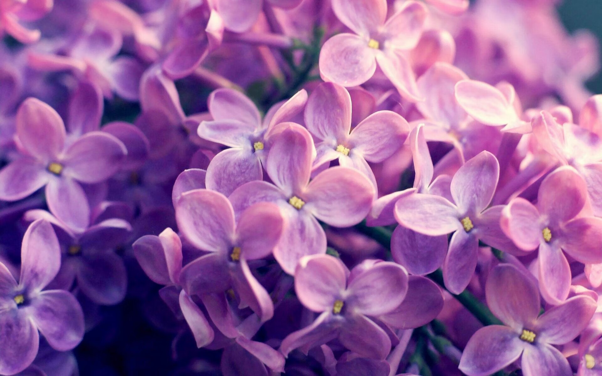 曼城制霸乌克兰，罗德里戈成关键先生，铸就欧战钢铁脊梁