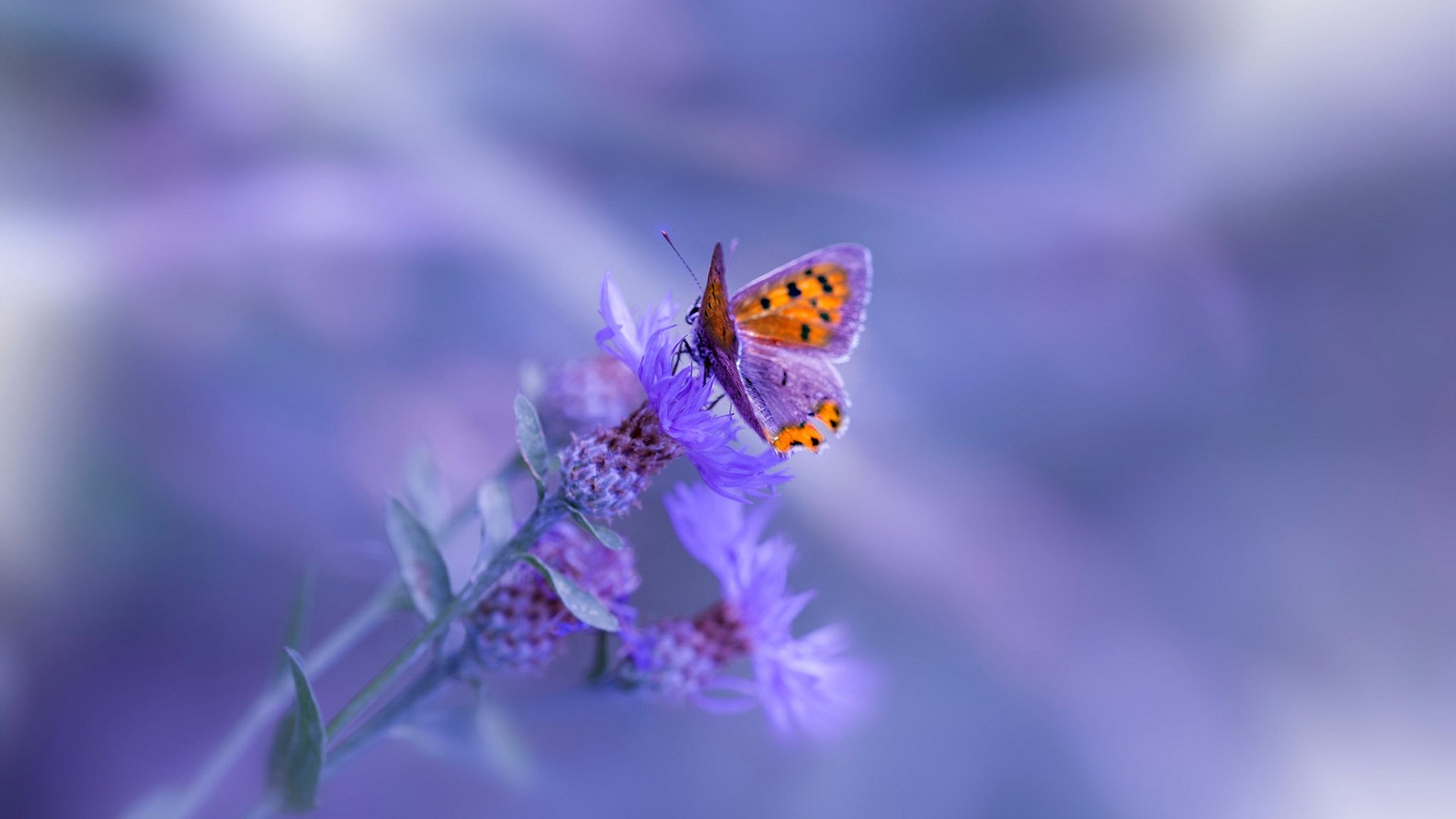 开云体育登录-阿劳霍主宰战局，瑞士与巴拉圭激战中的胜负手