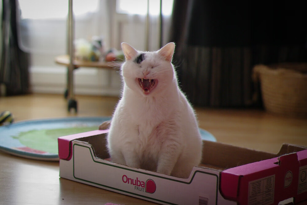 钢铁舞者，佩德里用防守艺术为西班牙谱写那不勒斯征服曲