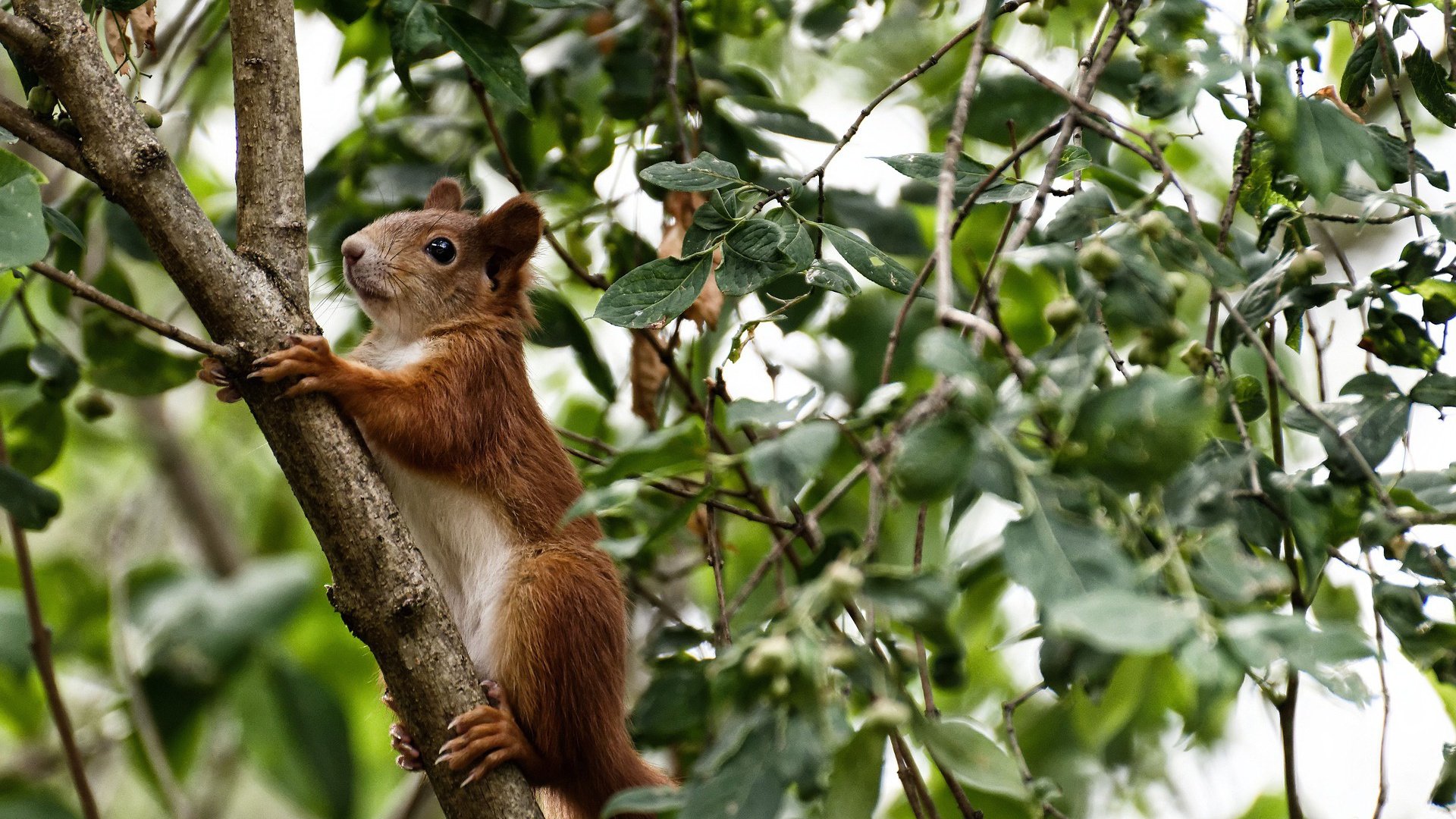 巴尔韦德一锤定音，冠军级演出照亮喀麦隆与芬兰的战术迷雾