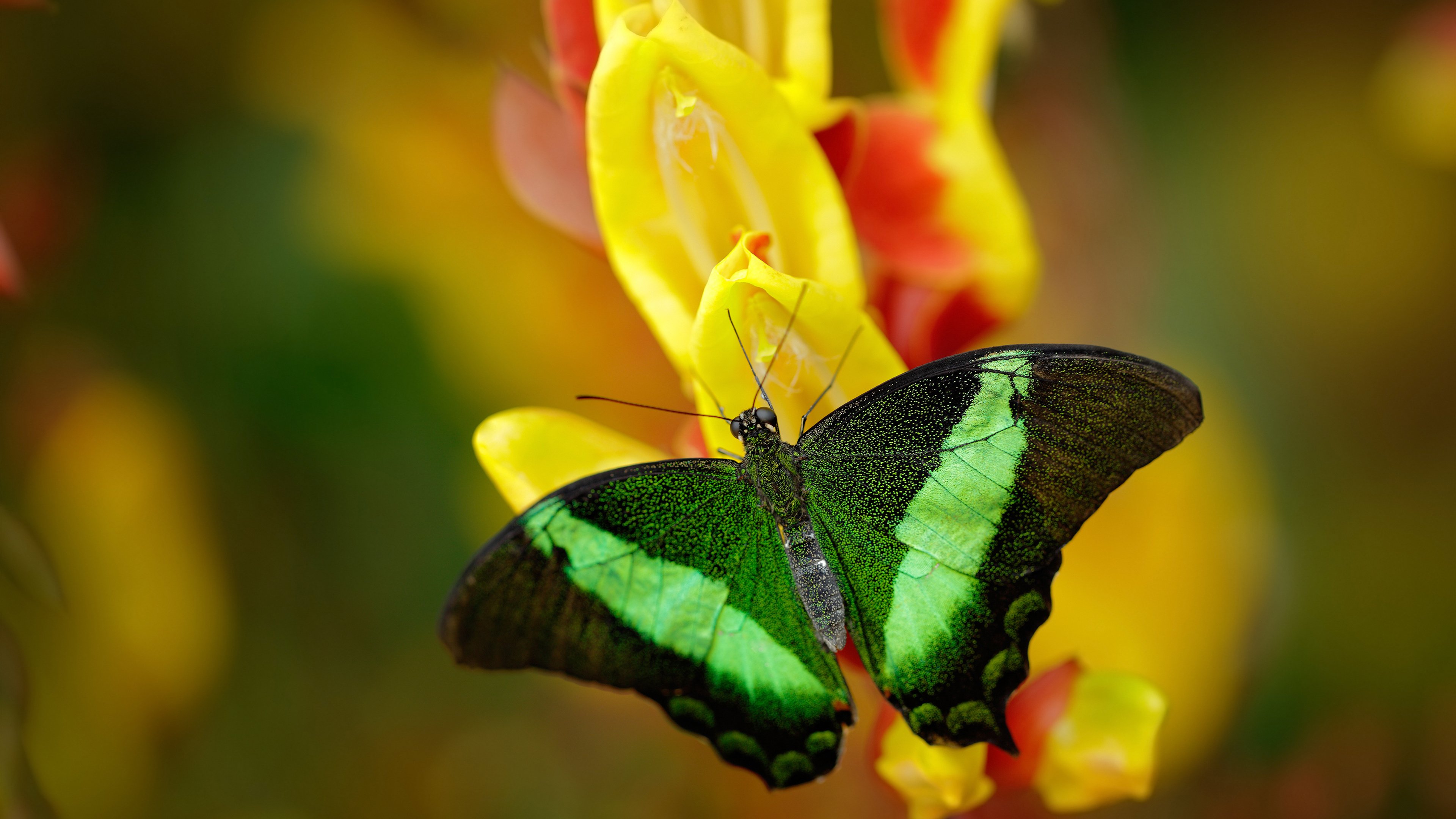 帕尔默爆发难挽败局，贝蒂斯稳稳拿下英格兰豪门