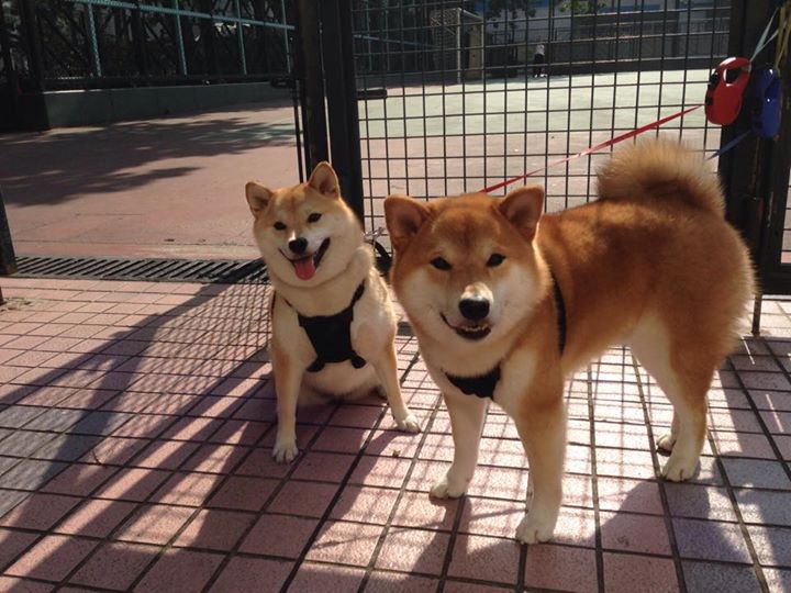 开云平台-跨越大洋的统治力，杰伦·格林用一场表演定义未来