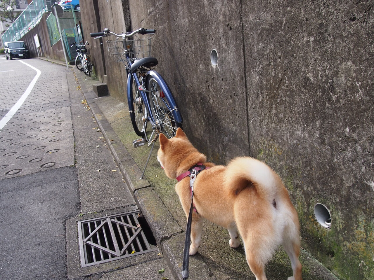 浓眉绝境擎天柱，鹈鹕险胜爵士展韧性