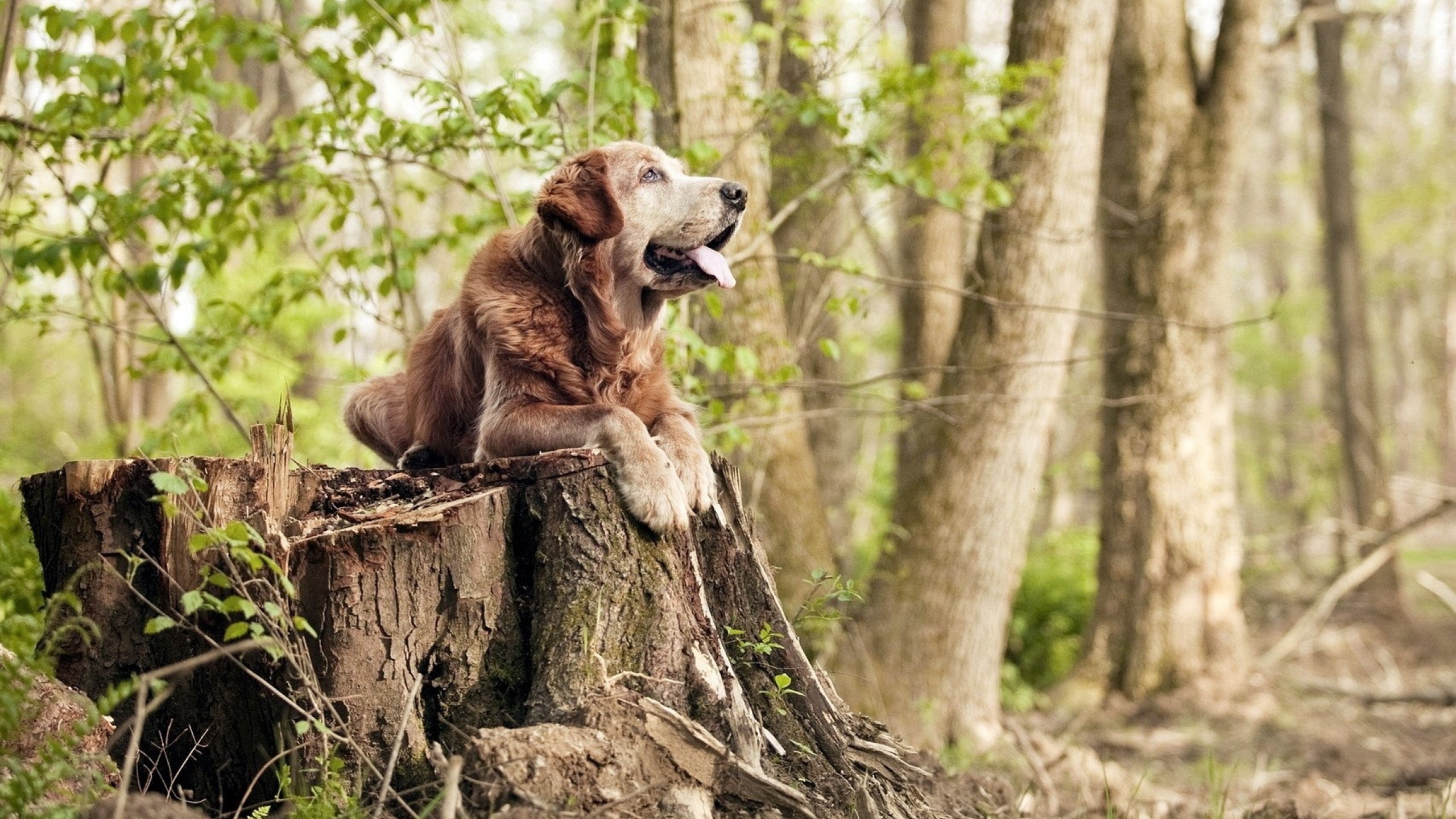 西决生死战之夜，范弗利特让比赛提前失去悬念的七分钟