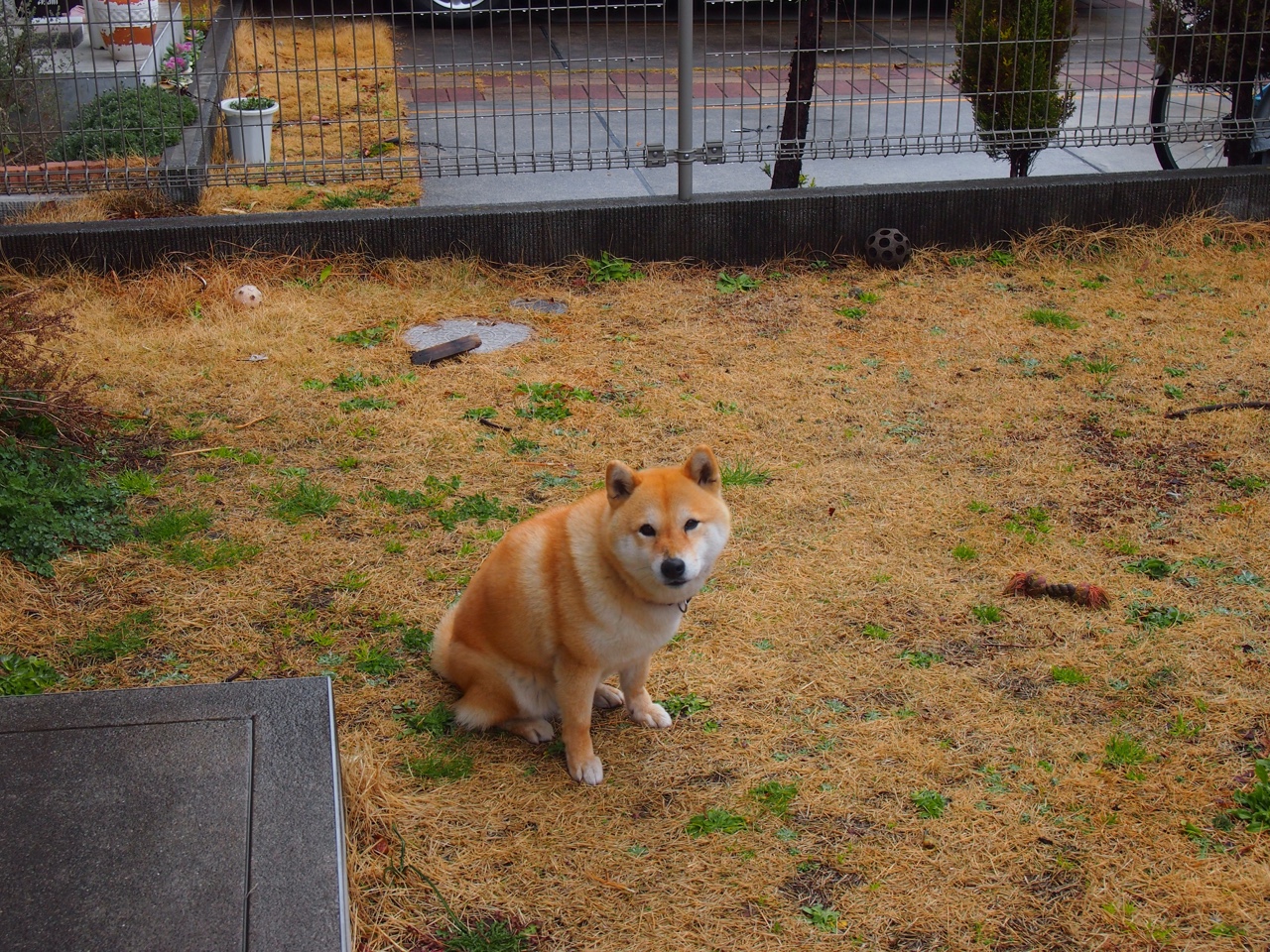 鹰击长空加时告捷，哈利伯顿世界杯独领风骚—篮球双星闪耀东西半球